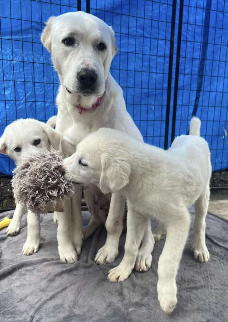 mama dog and puppies