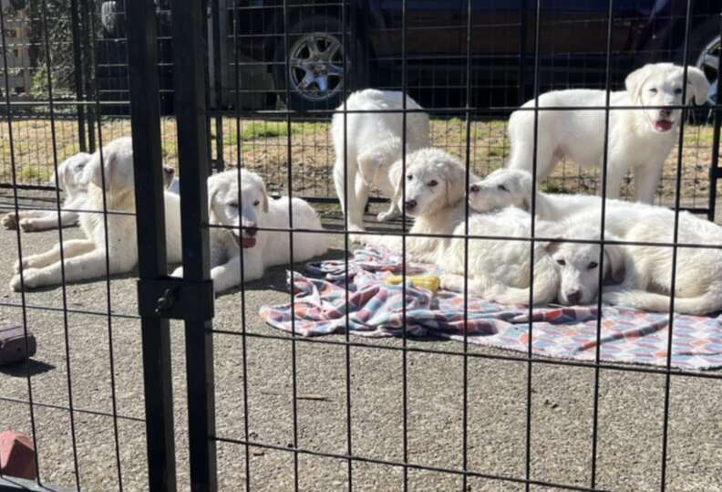 puppies