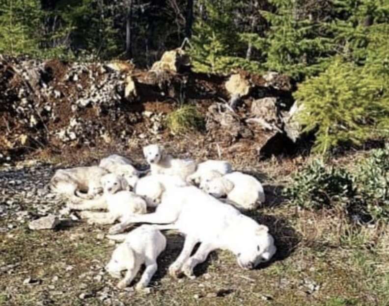 dogs in the woods