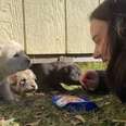 puppies under shed