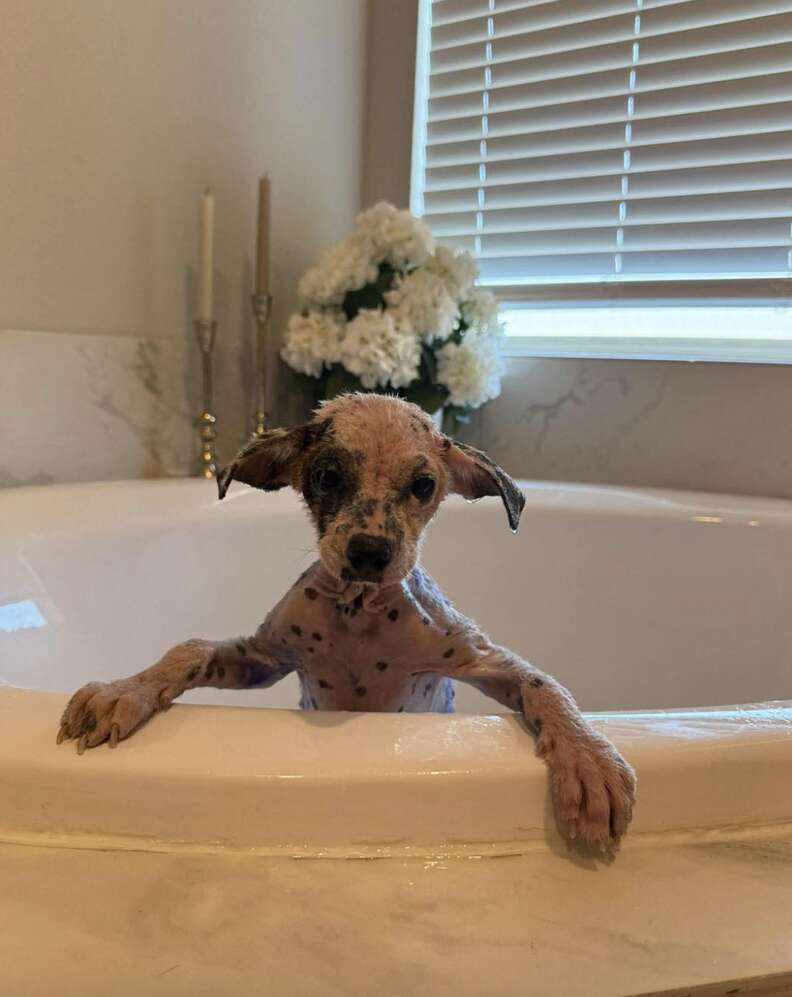 Dog in bath
