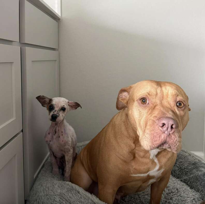 Tiny dog standing next to pittie
