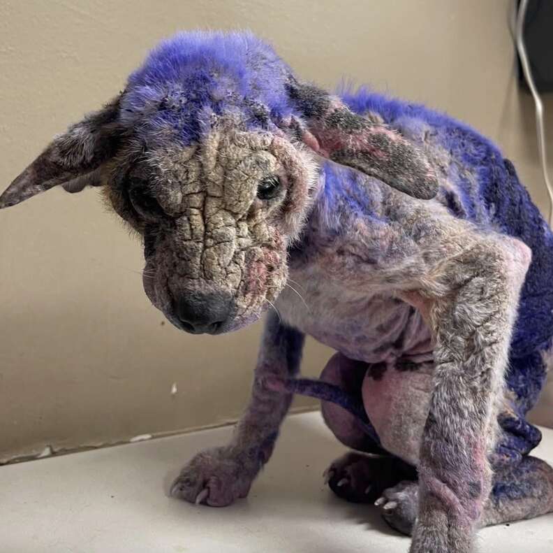 purple dog