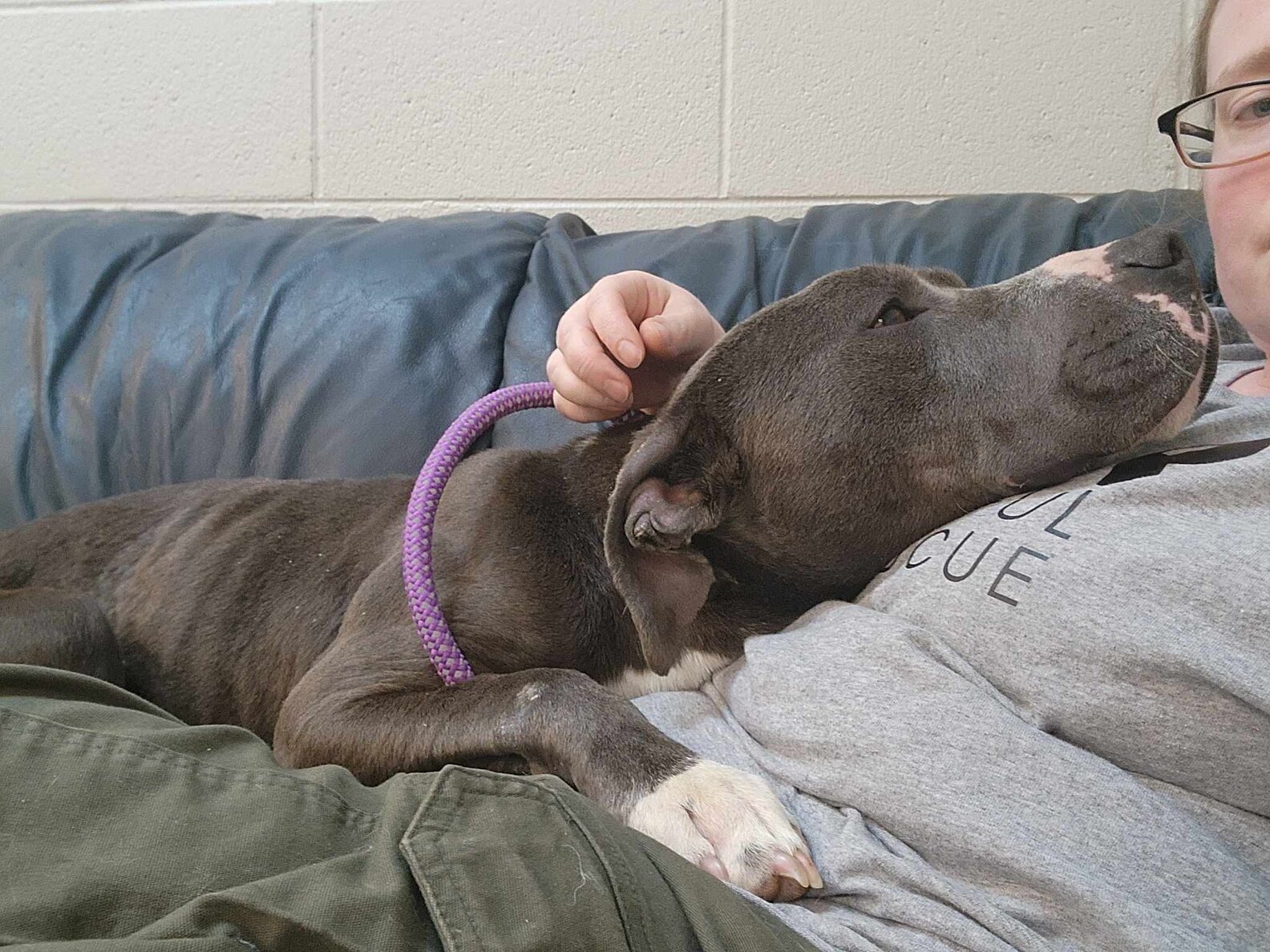 Dog Abandoned On Hiking Trail Waits 5 Days For His Family To Return ...