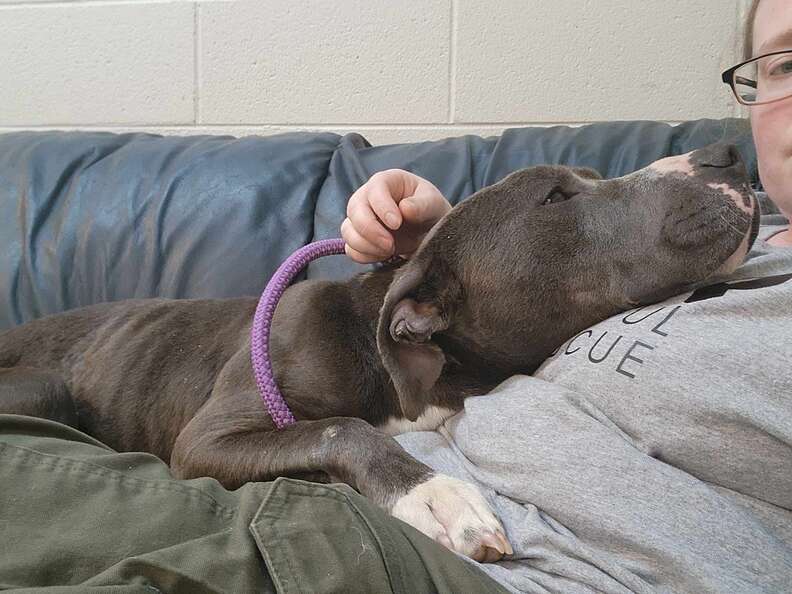Dog cuddling with woman