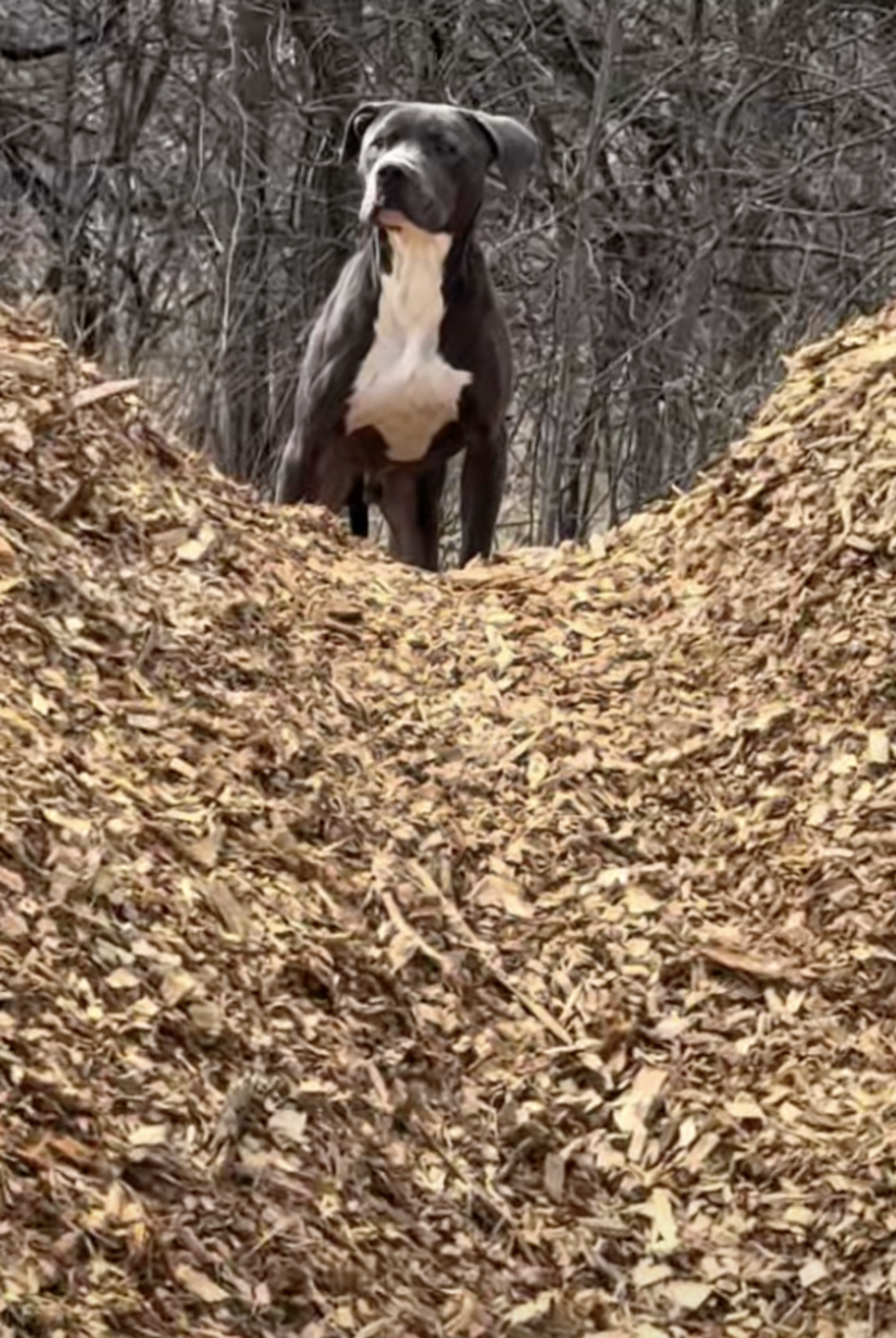 Dog Abandoned On Hiking Trail Waits 5 Days For His Family To Return ...