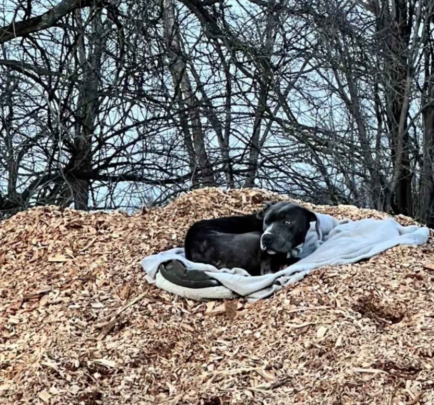 Dog Abandoned On Hiking Trail Waits 5 Days For His Family To Return ...