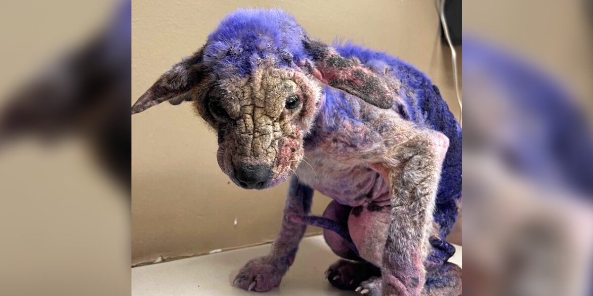 Pup Arrives At Shelter Covered In A Purple Substance — Then Vets Find Out Why