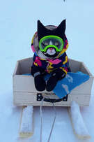 Ultimate Pet Routine cover art