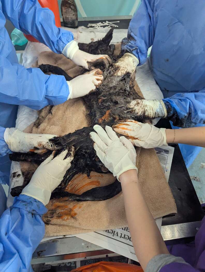 hands cleaning fox covered in oil