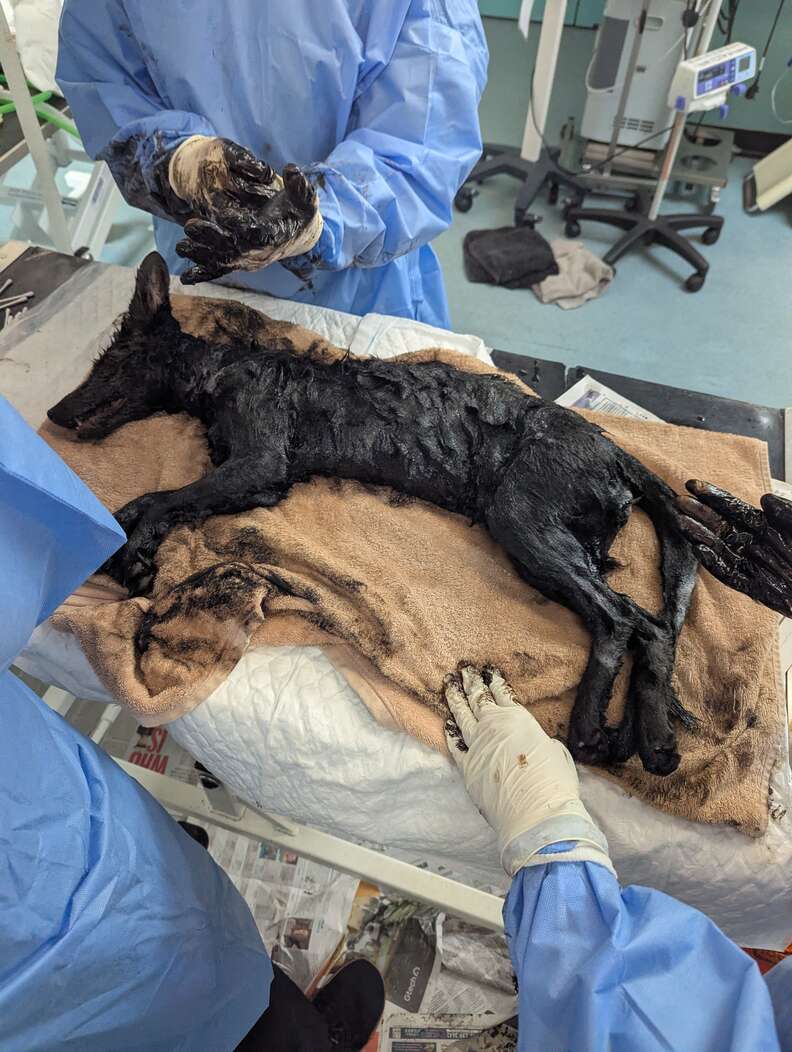 fox covered in oil