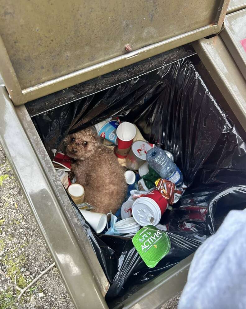 dog in trash