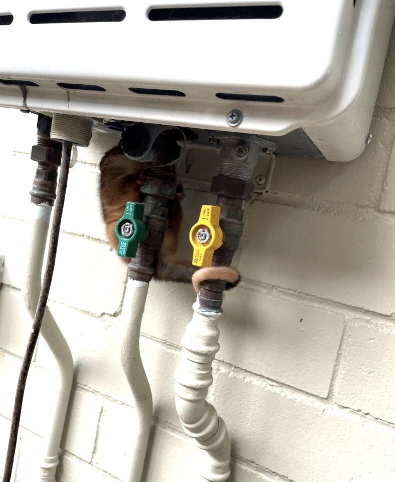 ポッサムが隠れている