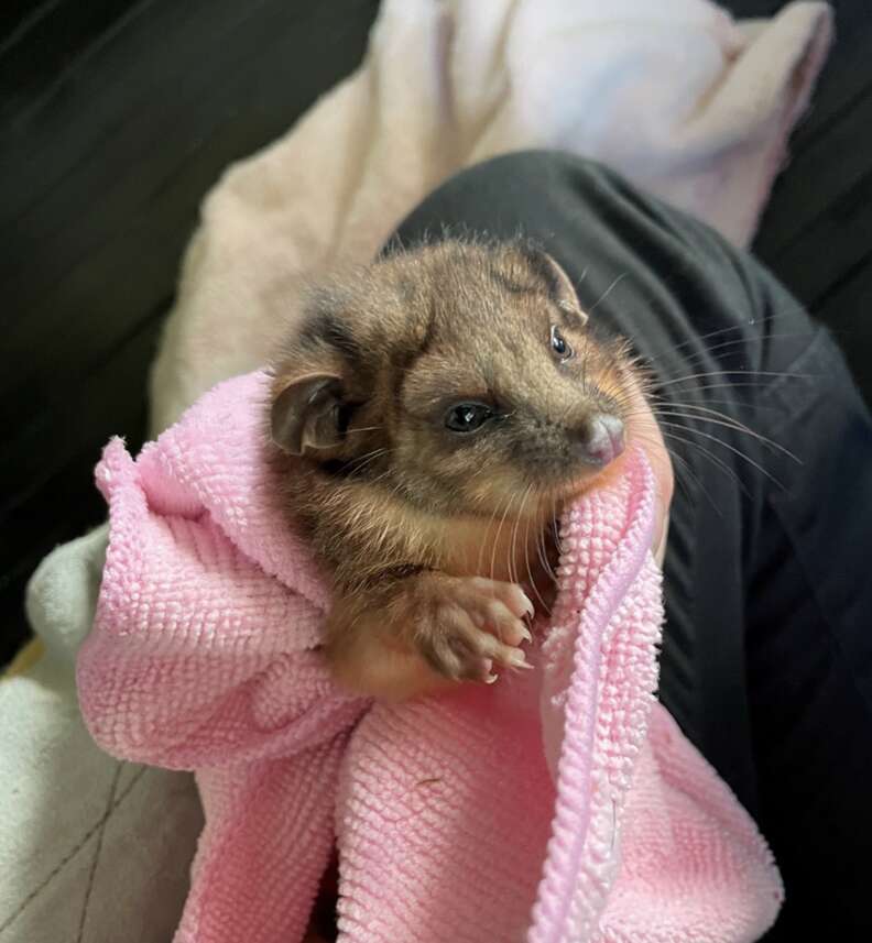 ポッサムがタオルに包まれている