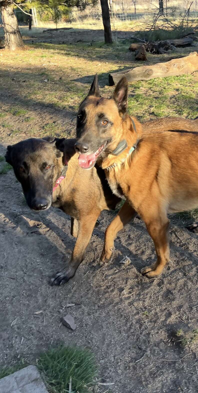 rescue dog