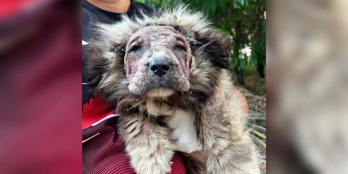 Neglected Puppy With Lionβs Mane Turns Into βTeddy Bearβ After Being Loved