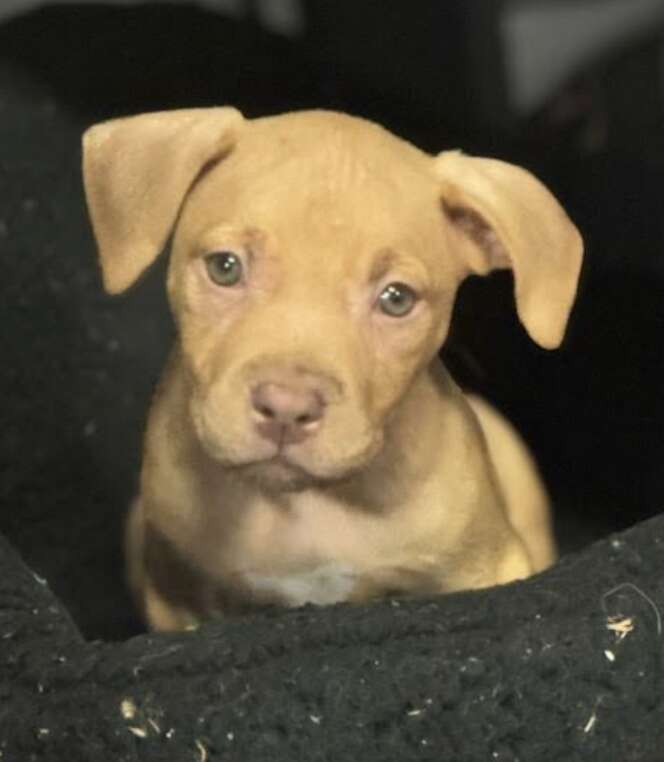 brown puppy