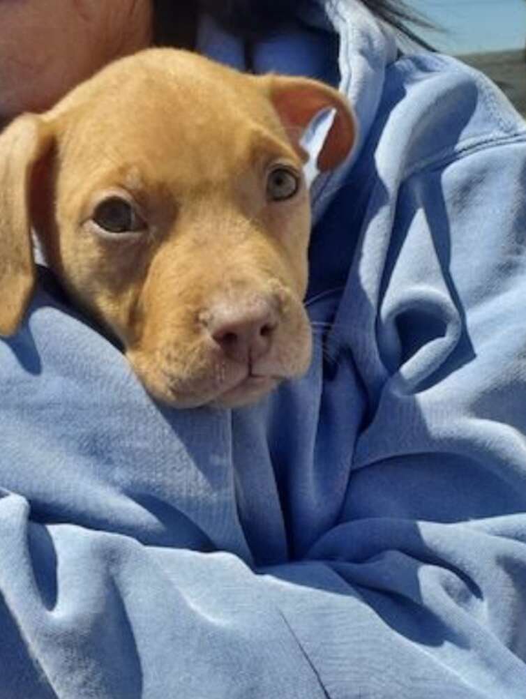 puppy in sweatshirt