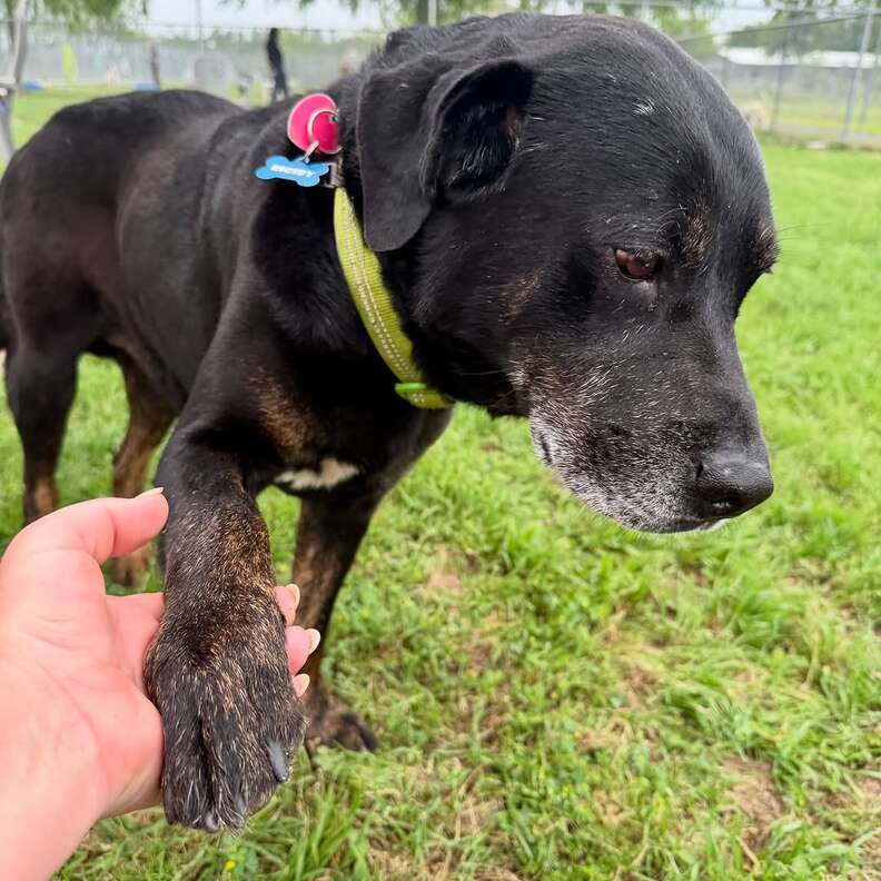 Senior Dog Dumped In Park Turns Out To Be Someone Heartbreakingly Familiar