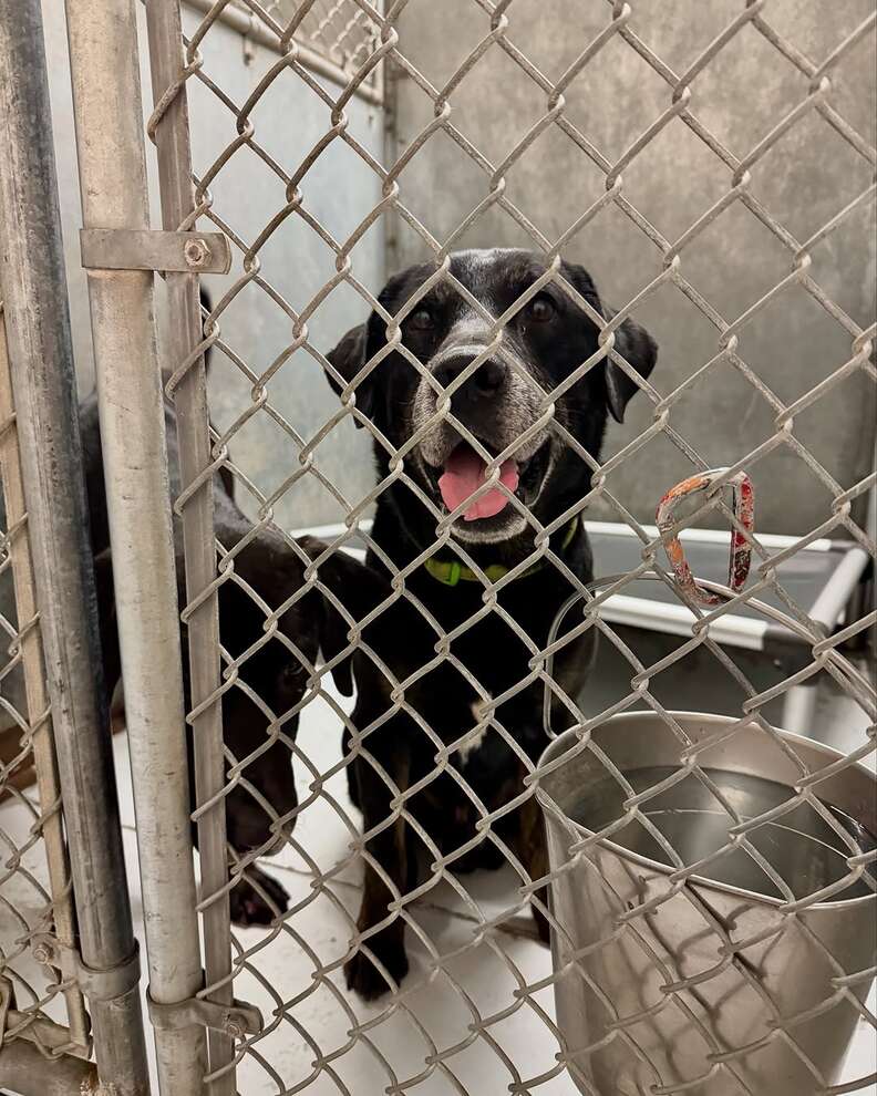 Senior Dog Dumped In Park Turns Out To Be Someone Heartbreakingly Familiar
