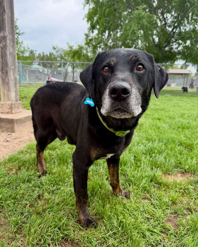 Senior Dog Dumped In Park Turns Out To Be Someone Heartbreakingly Familiar