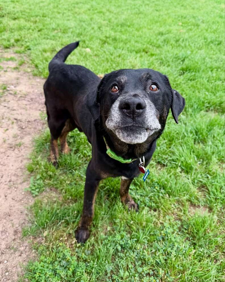 Senior Dog Dumped In Park Turns Out To Be Someone Heartbreakingly Familiar