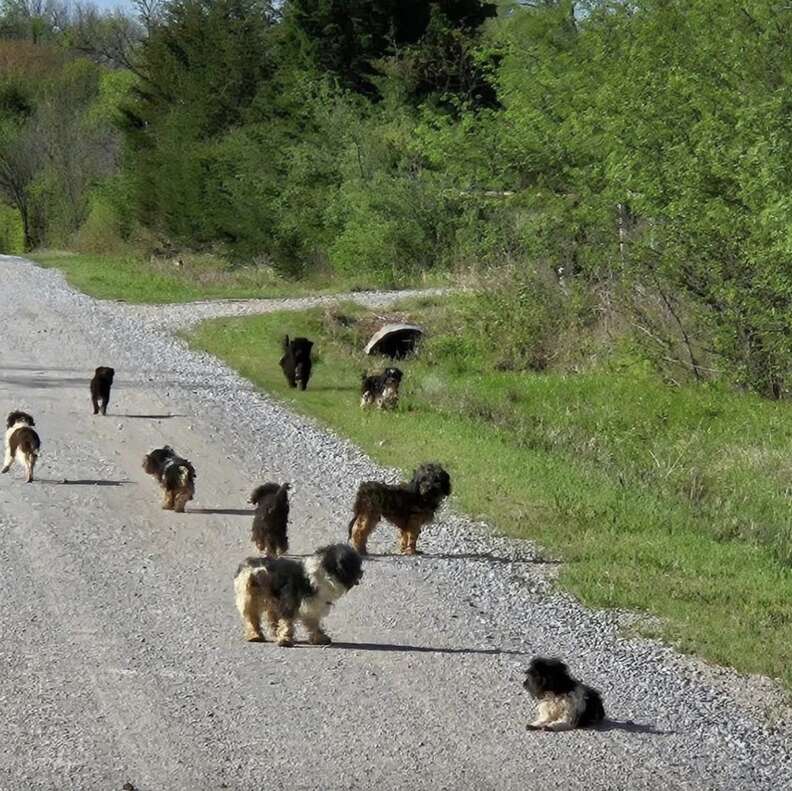 Driver Is Stunned As 12 'Scared' Puppies Appear On The Road Ahead