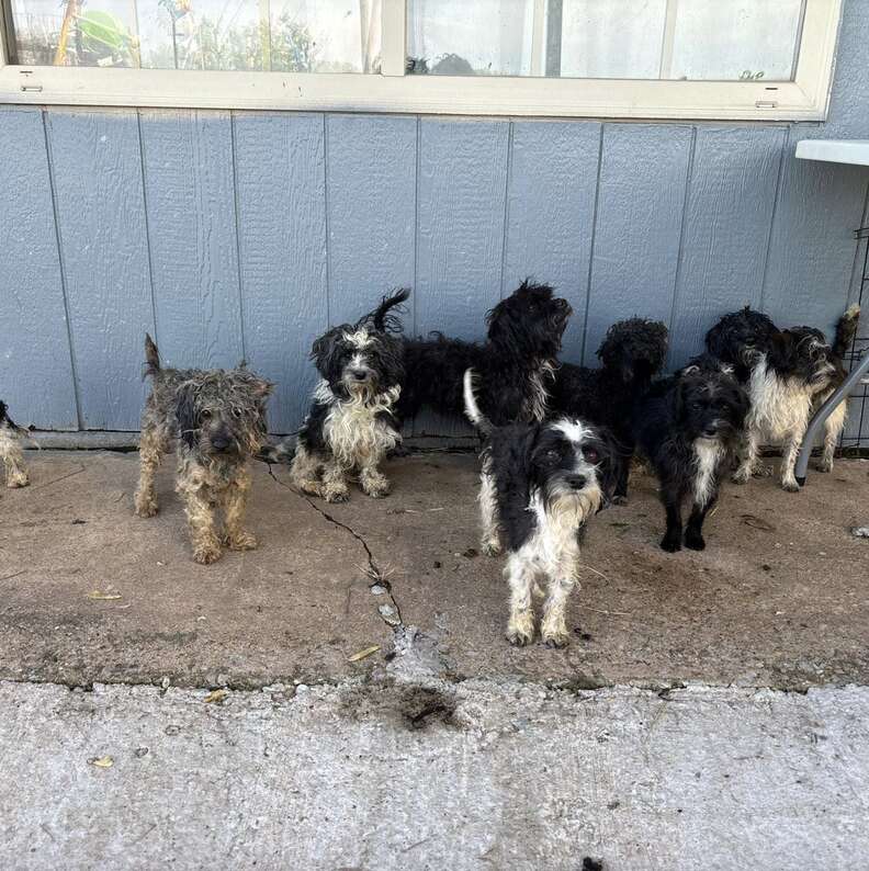 Driver Is Stunned As 12 'Scared' Puppies Appear On The Road Ahead