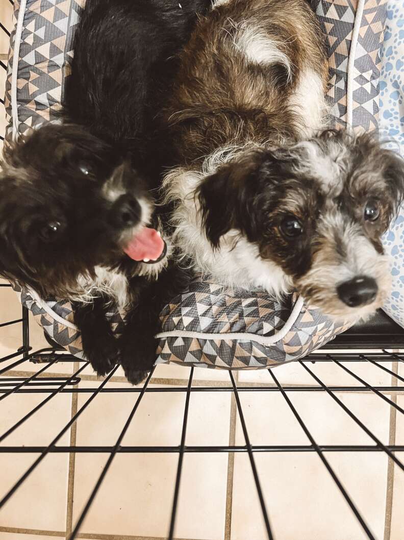Driver Is Stunned As 12 'Scared' Puppies Appear On The Road Ahead