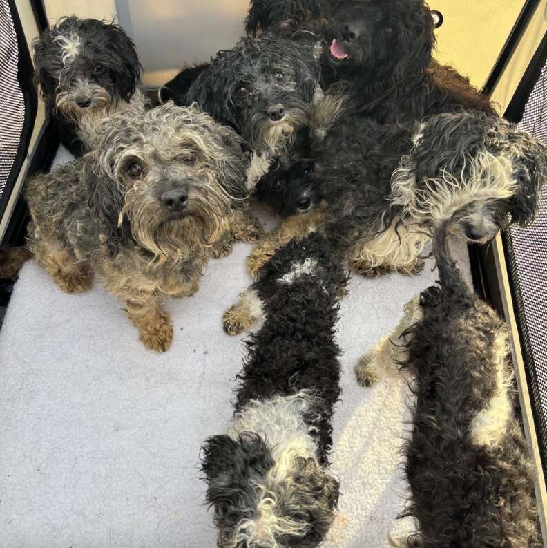 Driver Is Stunned As 12 'Scared' Puppies Appear On The Road Ahead