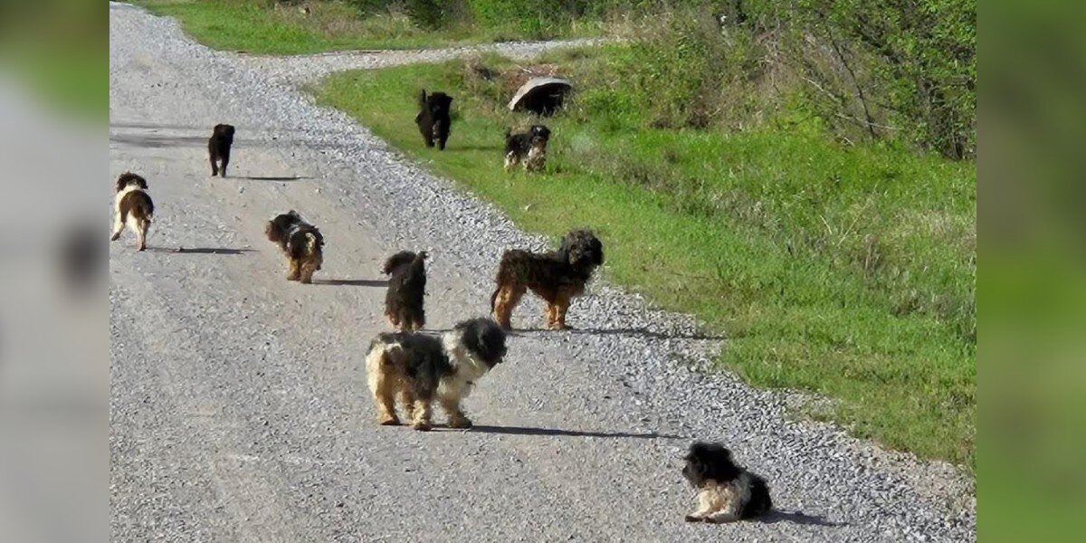 Driver Is Stunned As 12 'Scared' Puppies Appear On The Road Ahead - The ...