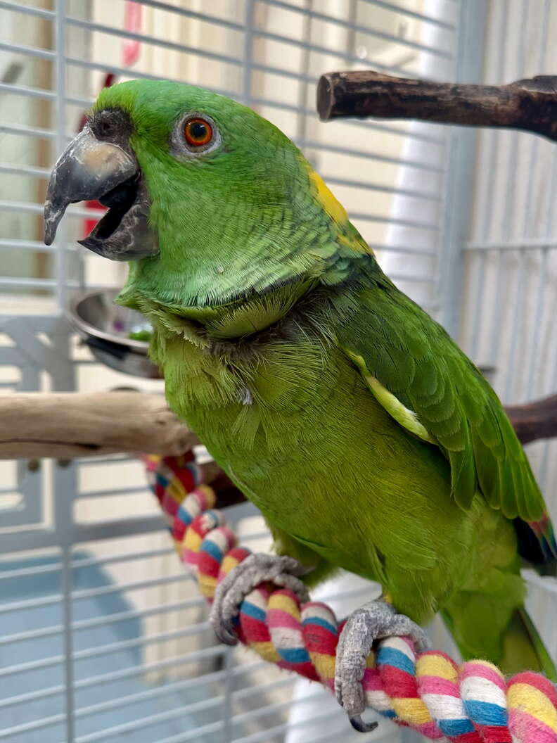 parrot