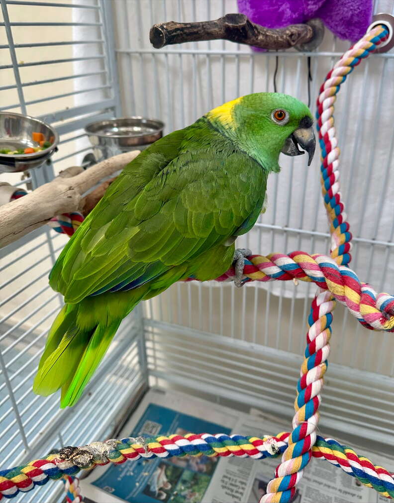 parrot
