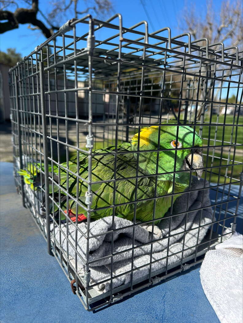 parrot