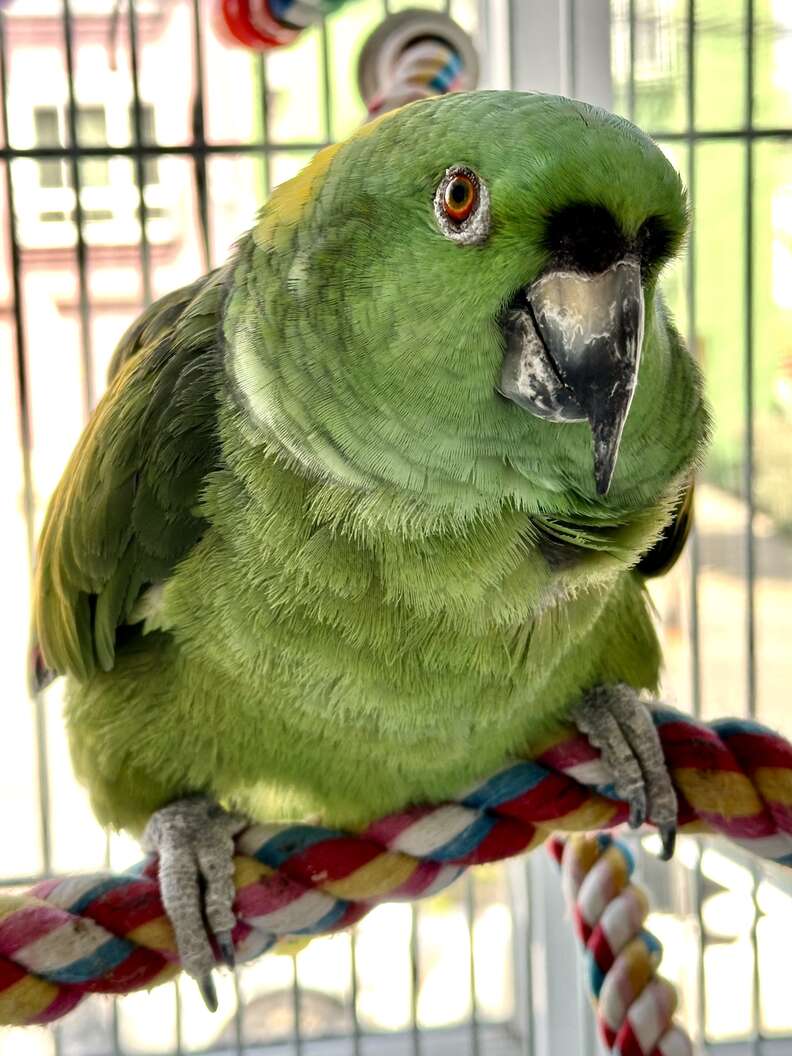 parrot