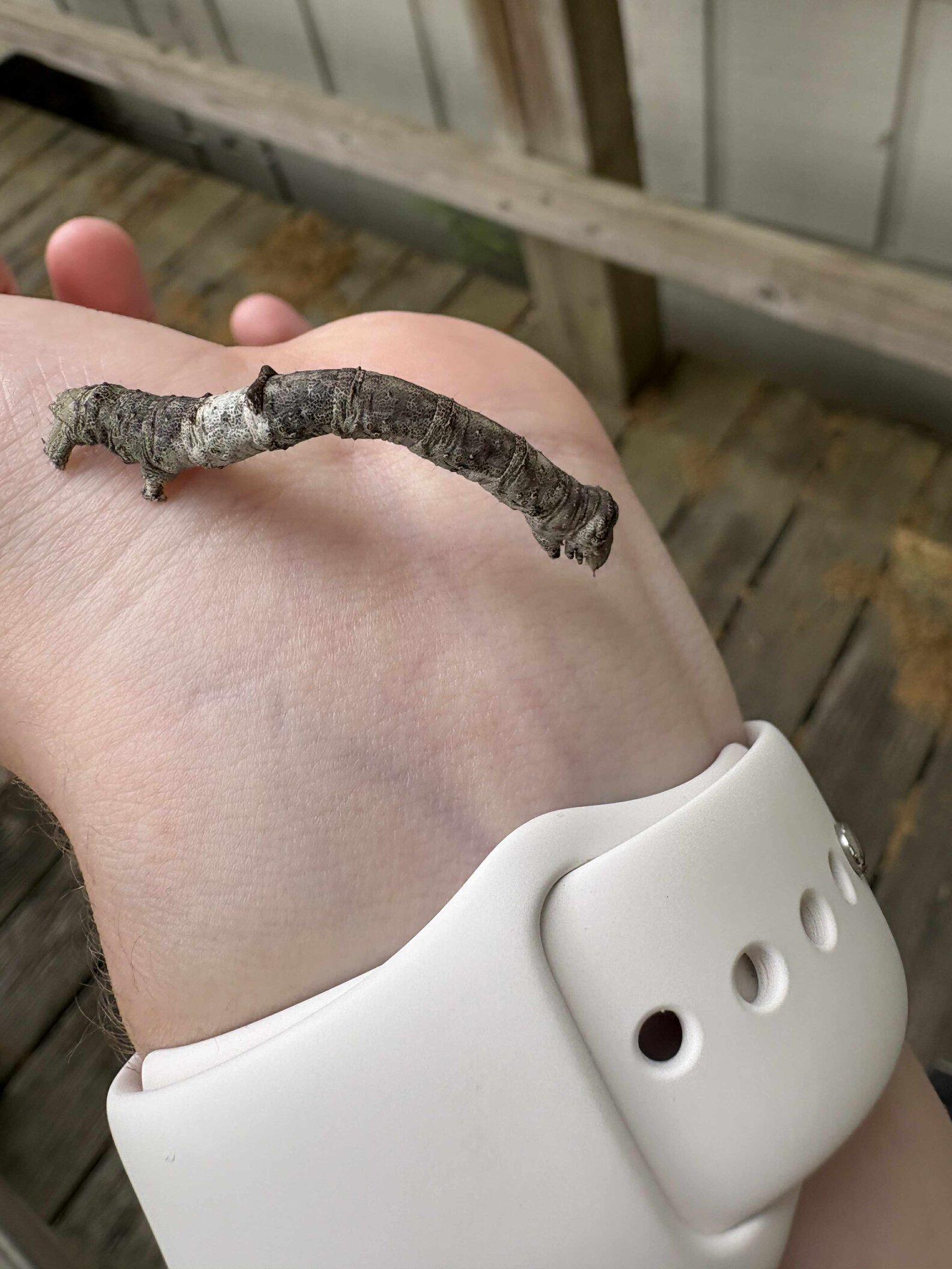 Woman Spots A Strange 'Stick' On Her Porch — Then Realizes It's Alive ...