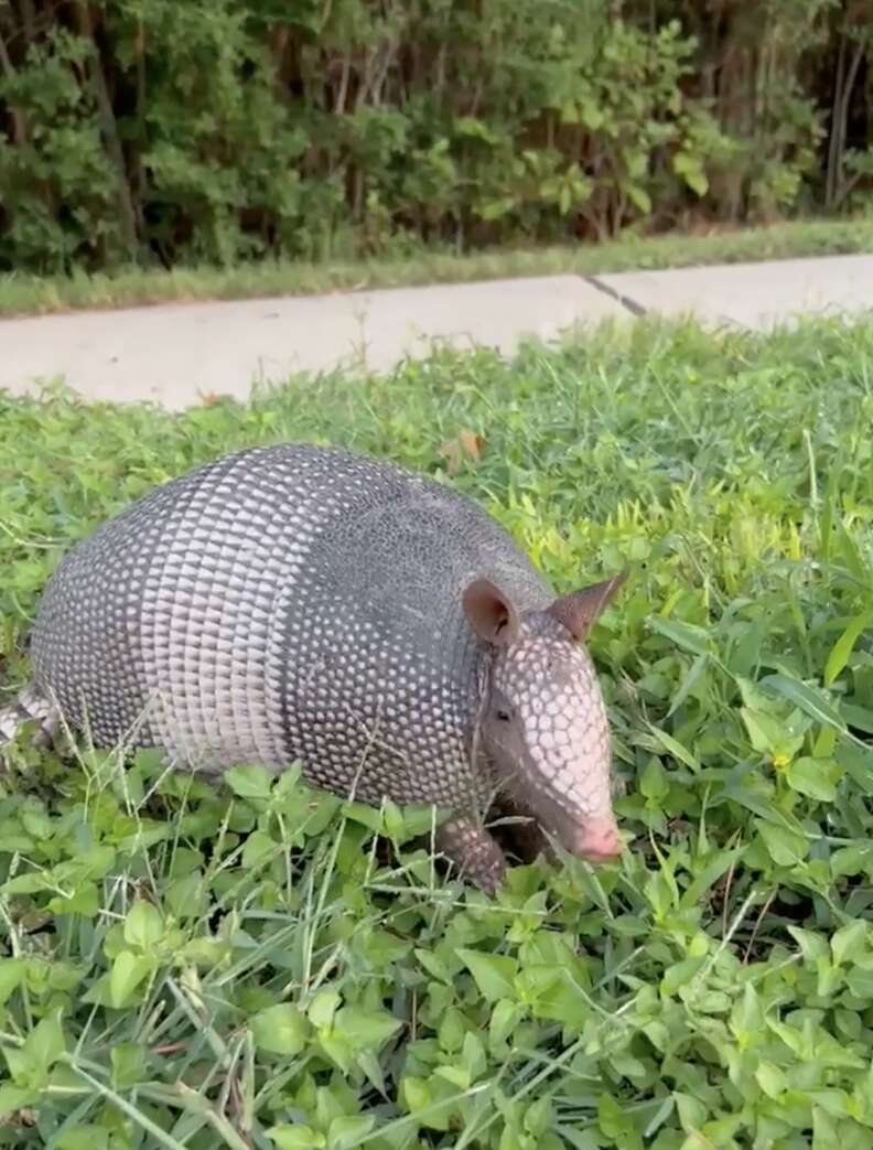 アリマダイ