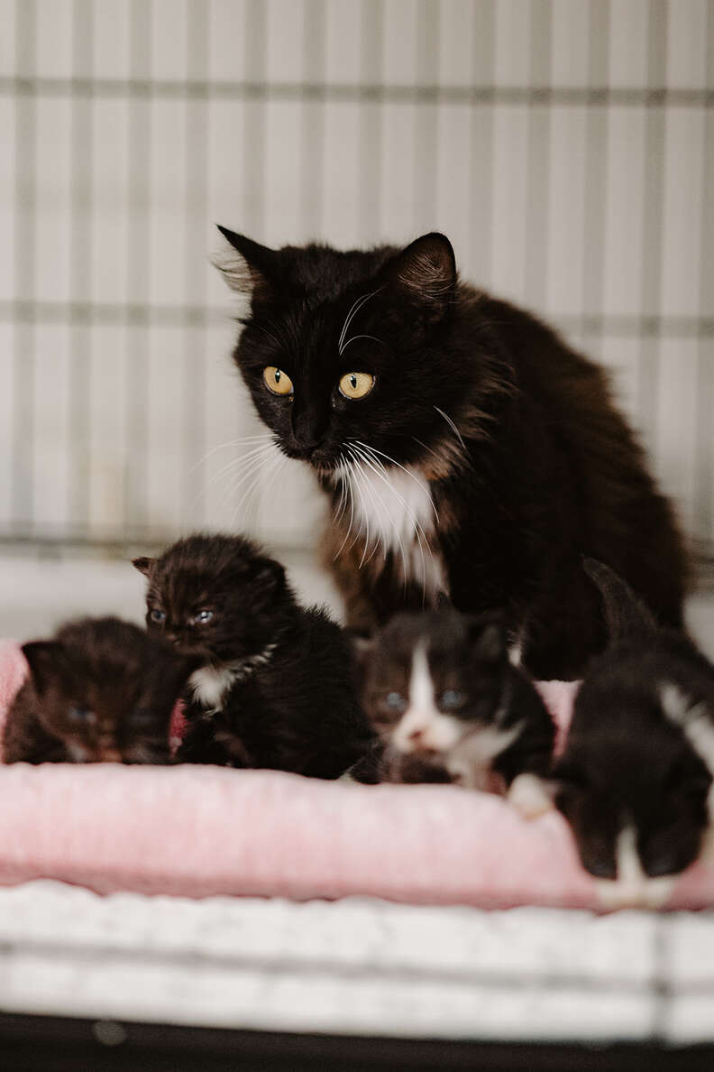 Woman Saves Family Of Cats From Woods — Then One Starts Giving Birth In Her Car