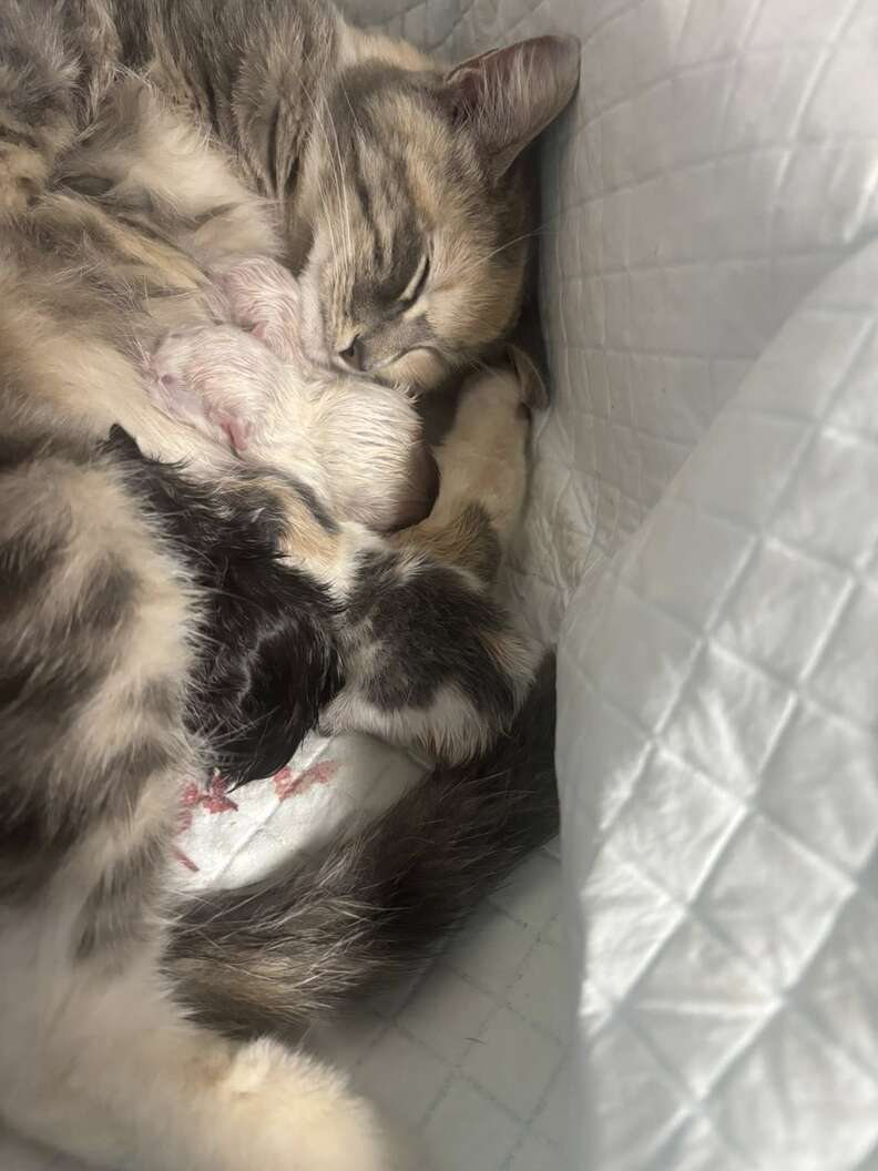 Mama cat with kittens