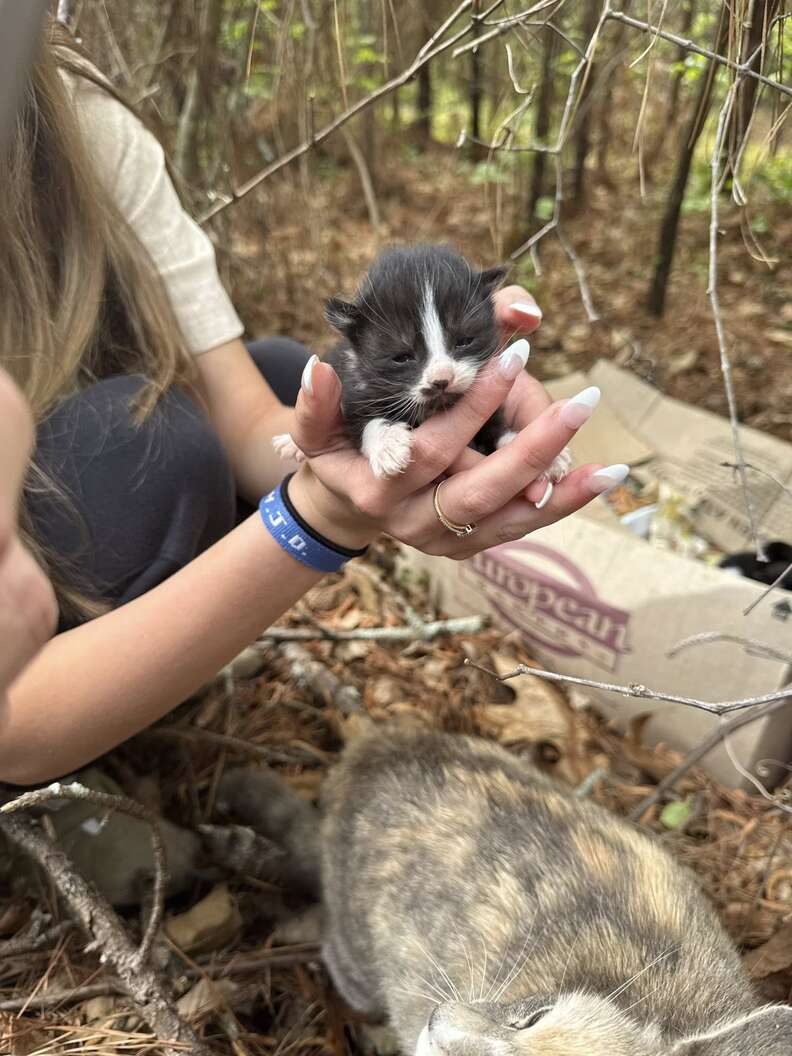 kitten in someone's hand