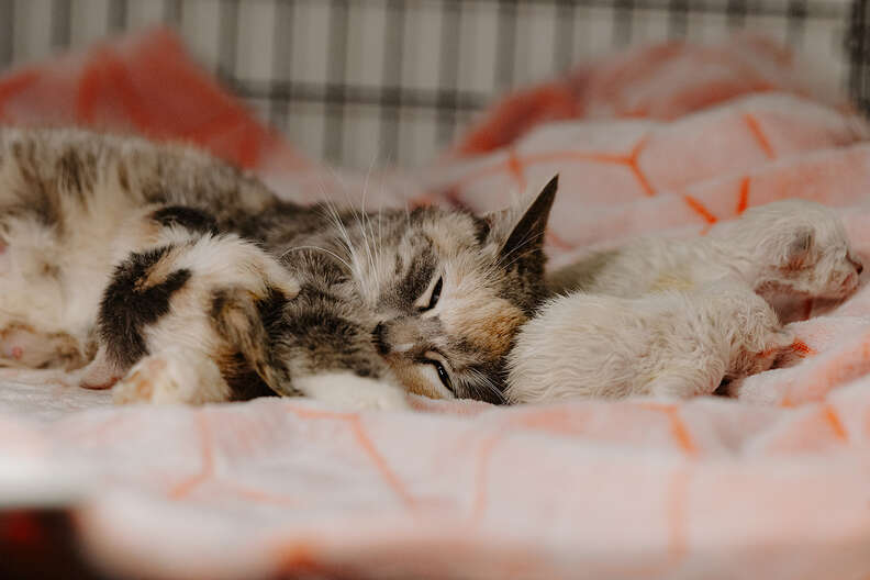 mama cat with kittens