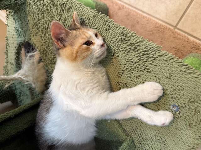 楽しそうなペッパーちゃん