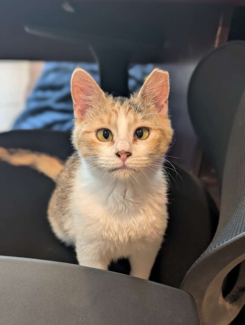 ペッパーちゃんの画像