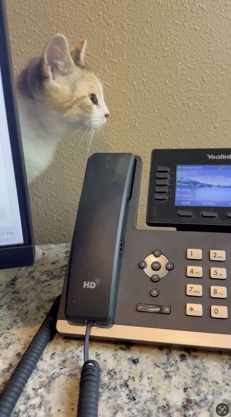 元気なペッパーちゃん