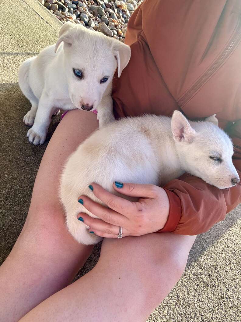 white dogs