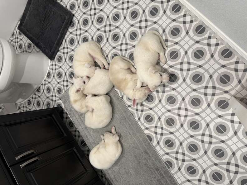 White puppies curled up on ground