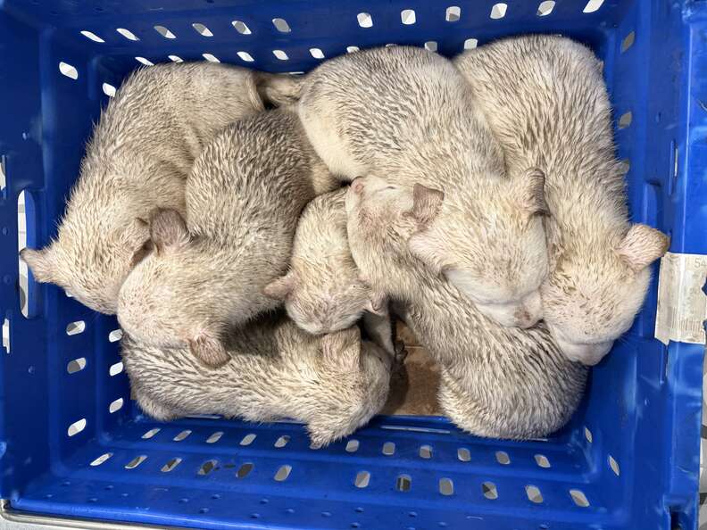 Dirty puppies in blue basket