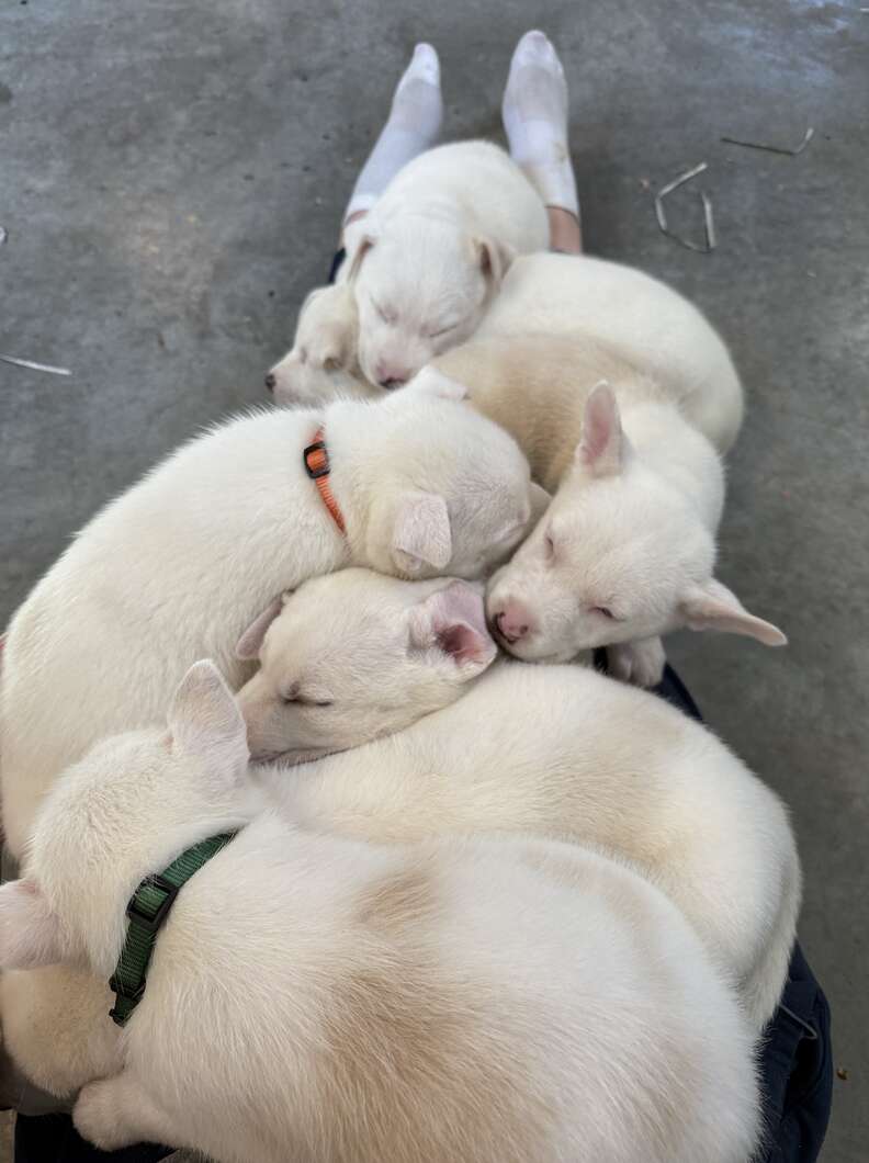 White puppies