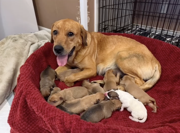 Dog with ten puppies