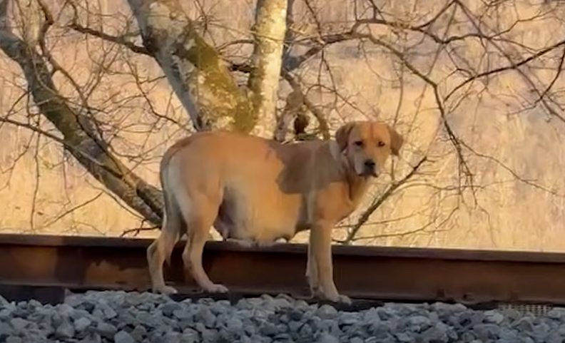 pregnant dog on train tracks